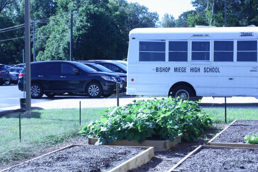 Kolbe Benes garden brings life to the Miege parking lot on a sunny day. 